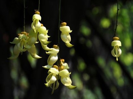 毛茸茸小雏菊