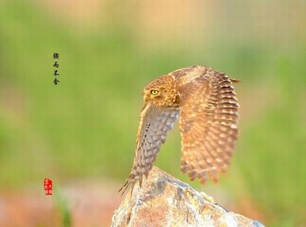 芒果天天看每日更新